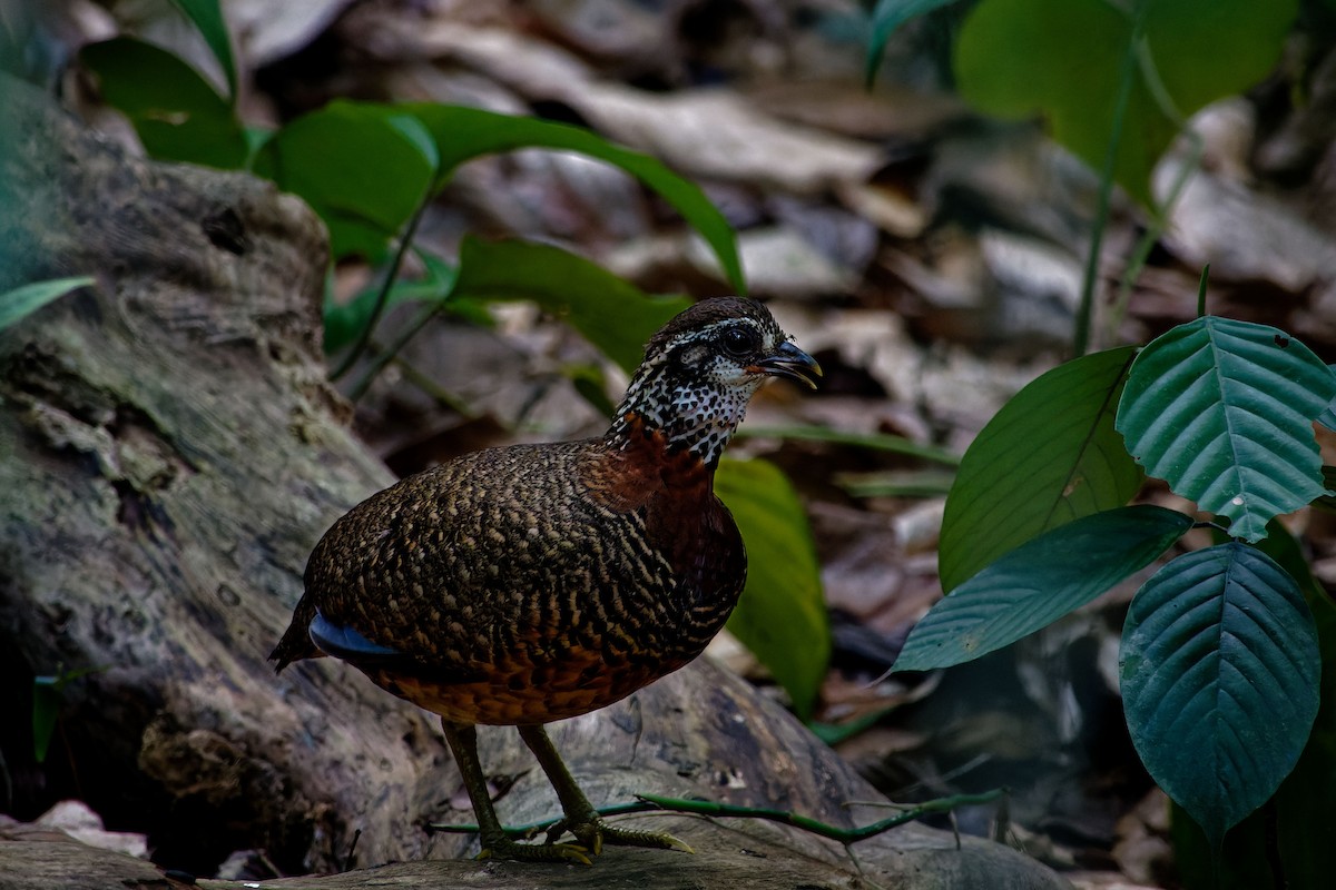 Sabah Partridge - ML620531673