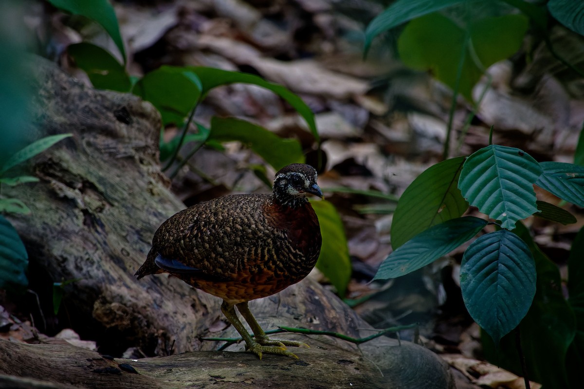 Sabah Partridge - ML620531674