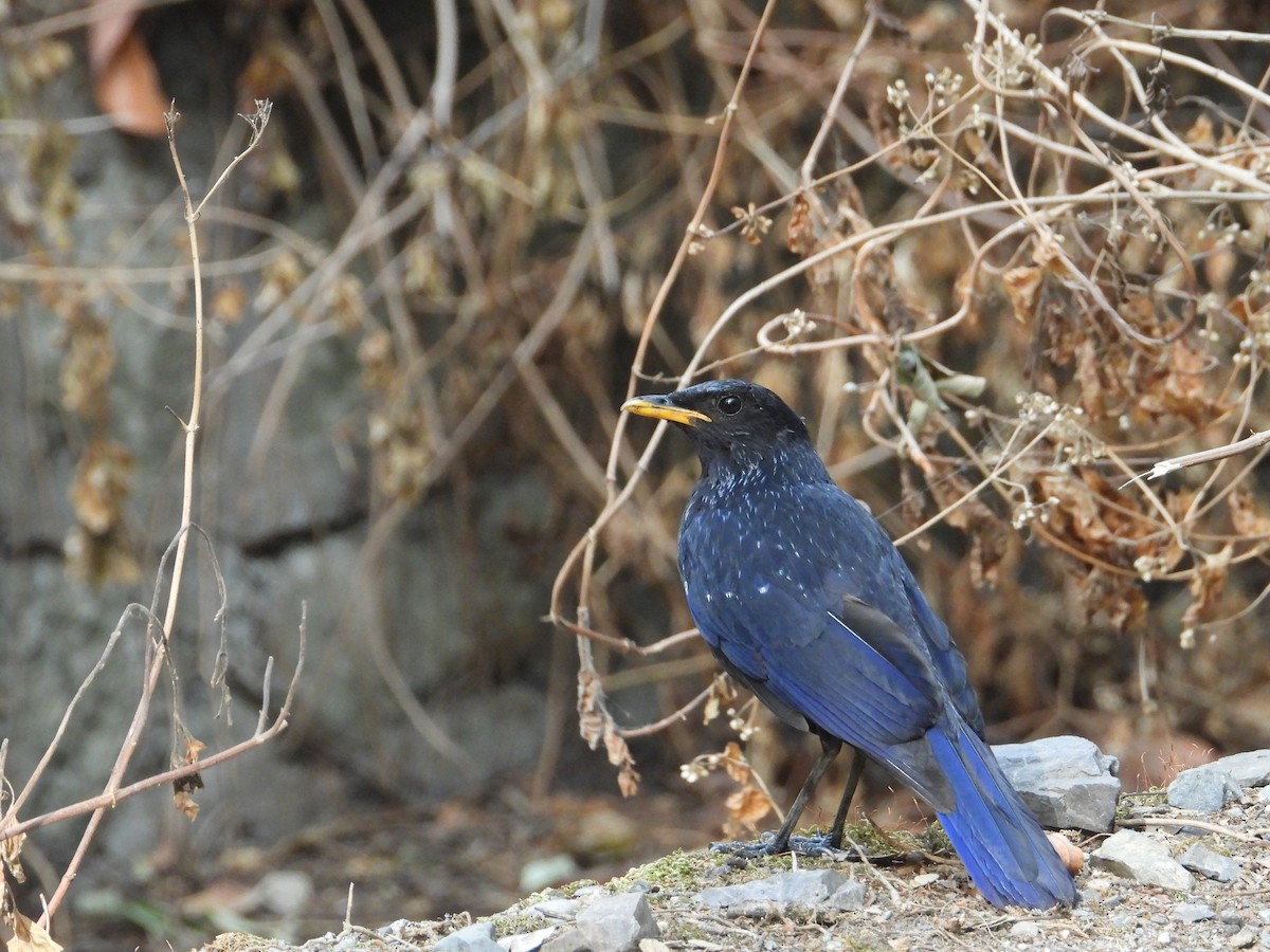 Blue Whistling-Thrush - ML620531676