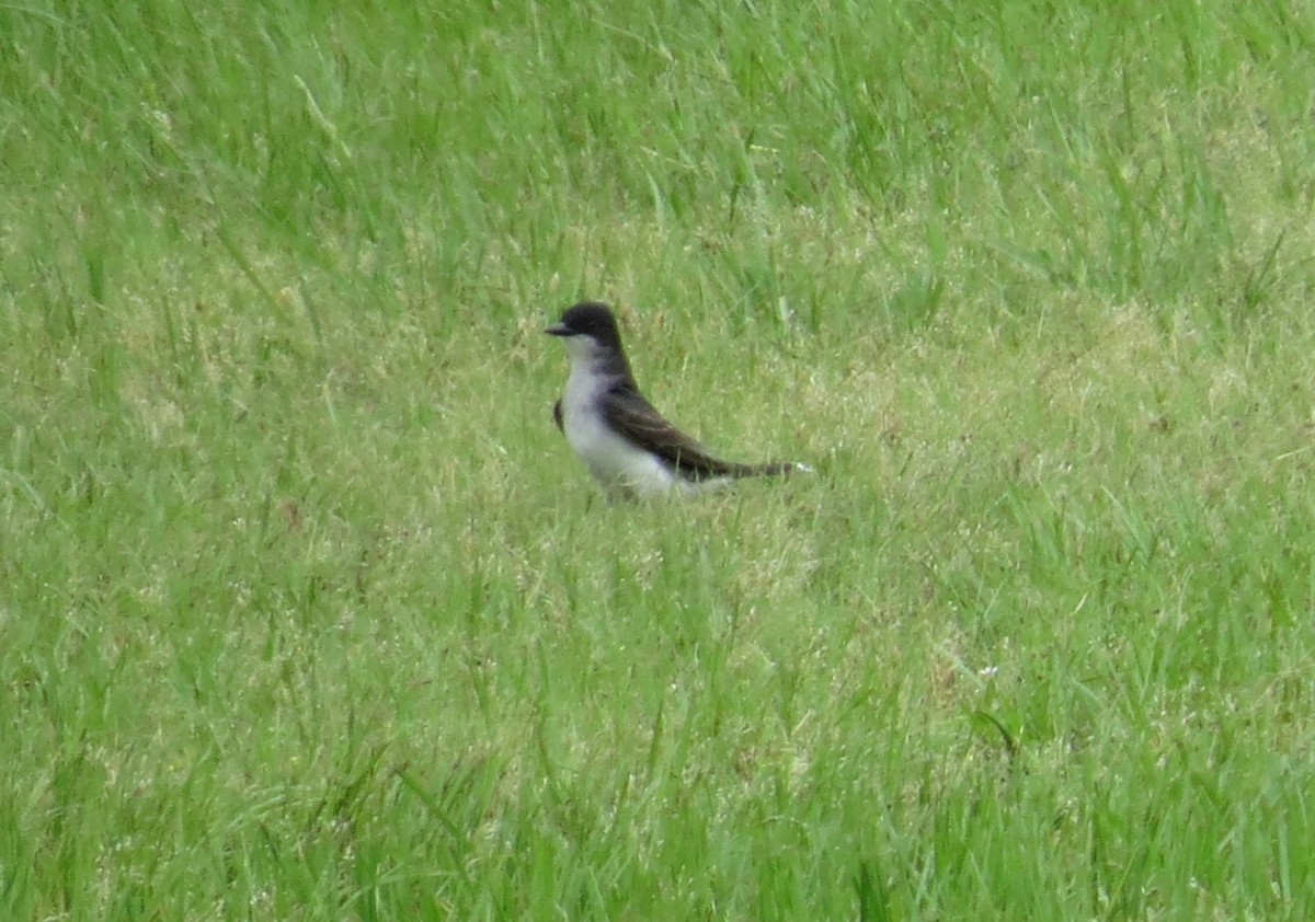 Eastern Kingbird - ML620531677