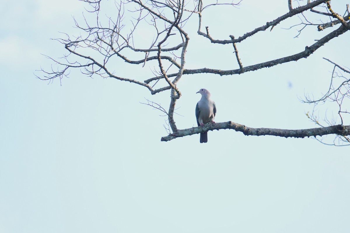 Бронзовый плодовый голубь [группа aenea] - ML620531680