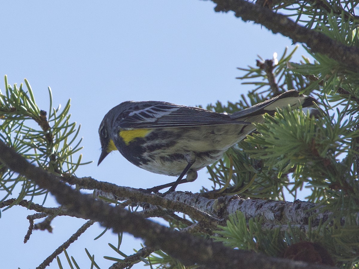 Yellow-rumped Warbler (Audubon's) - ML620531686