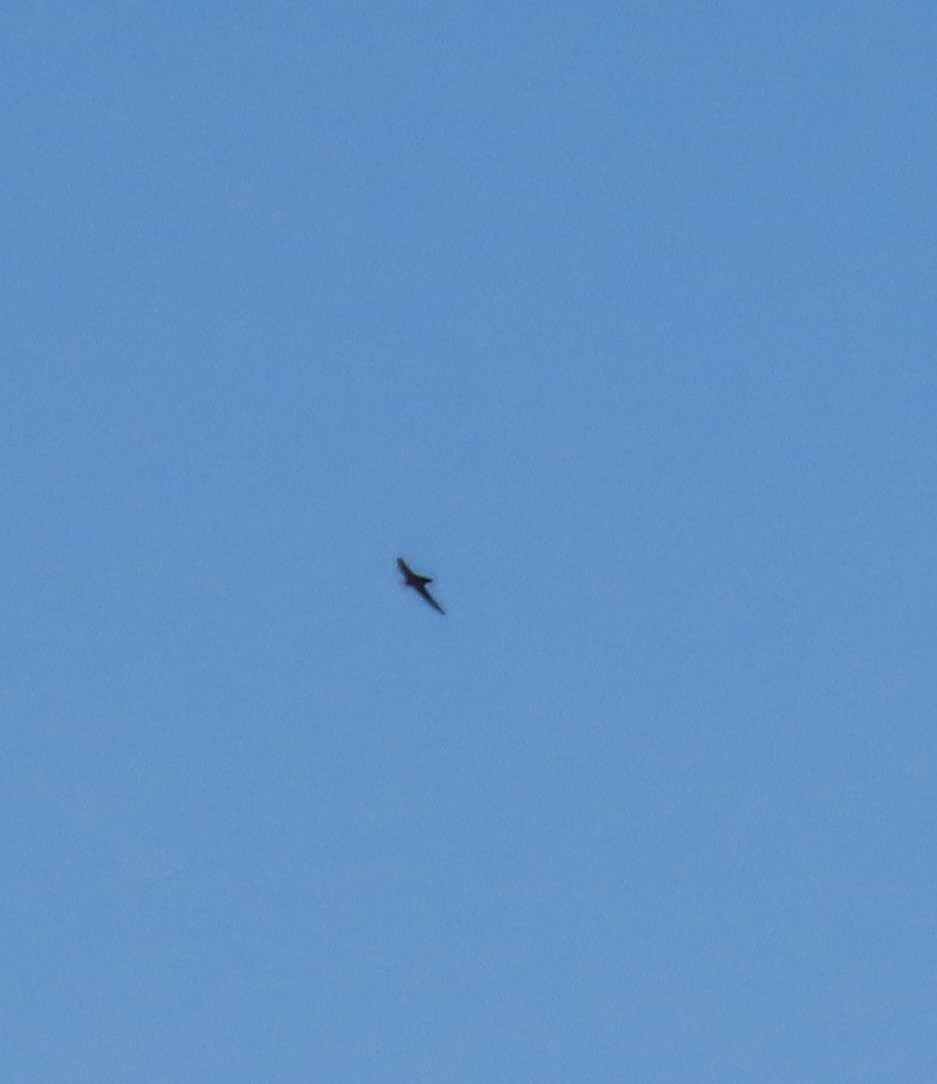 Chimney Swift - ML620531690