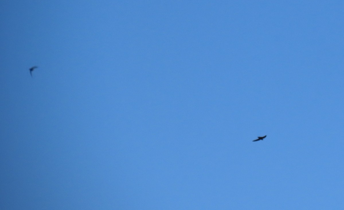 Chimney Swift - ML620531691