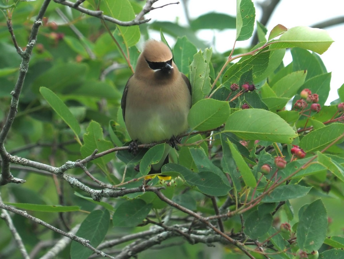 Cedar Waxwing - ML620531700