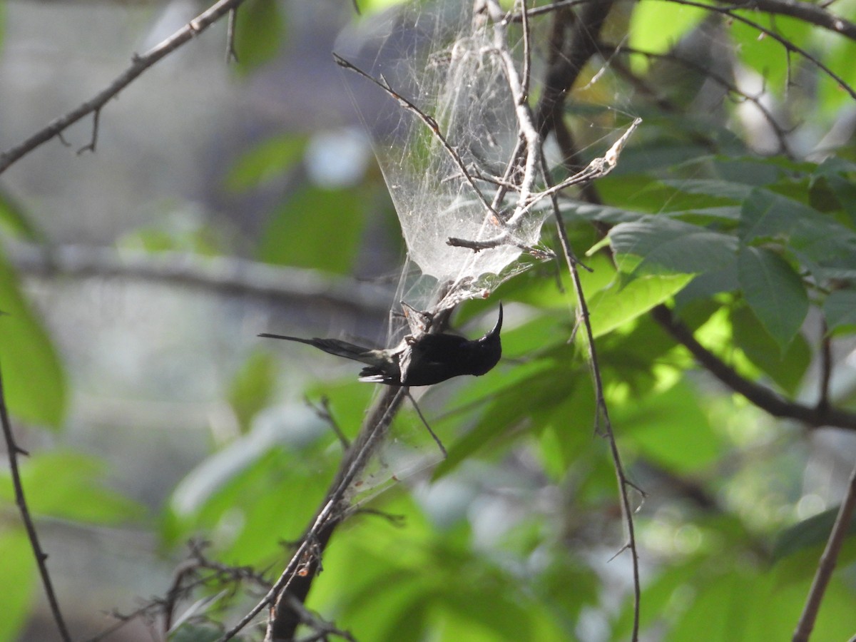 Black-throated Sunbird - ML620531702