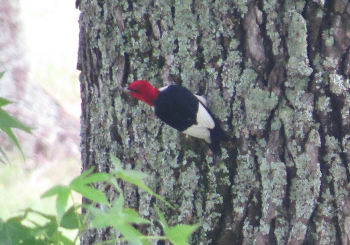 Red-headed Woodpecker - ML620531704