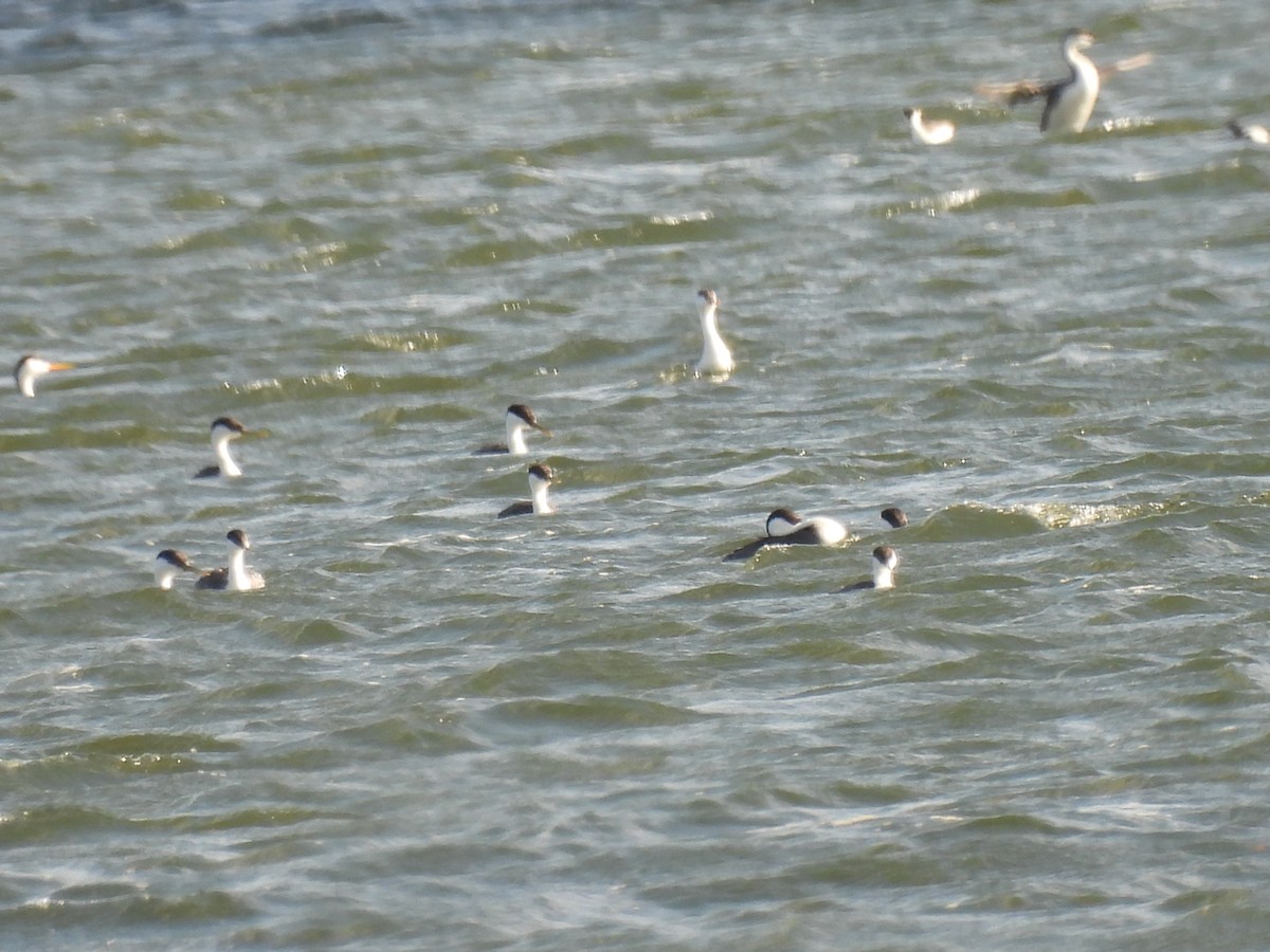 Western Grebe - ML620531711