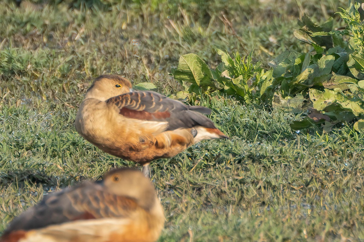 Dendrocygne siffleur - ML620531718