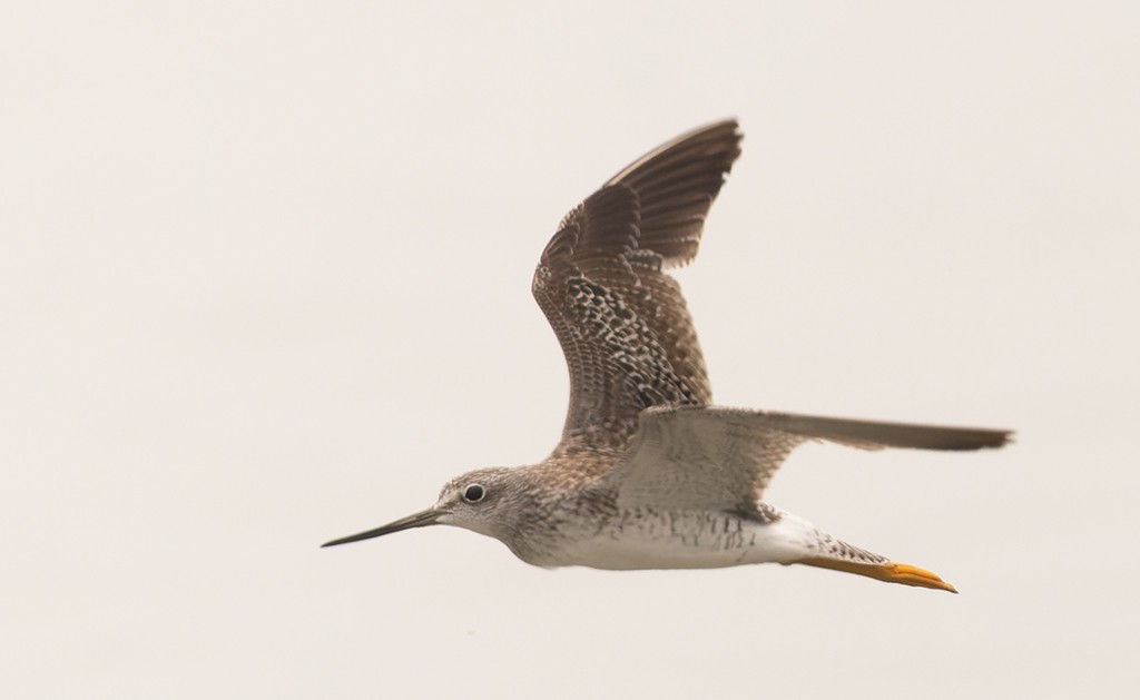 Greater Yellowlegs - ML620531720