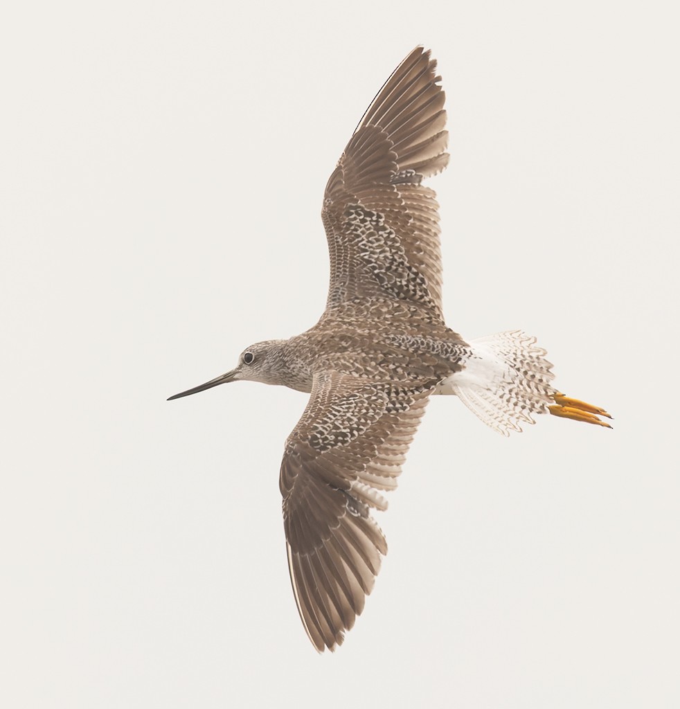 Greater Yellowlegs - ML620531721