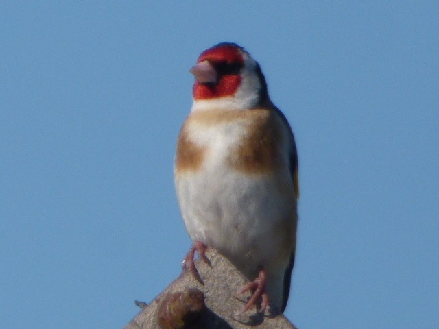 European Goldfinch - ML620531727