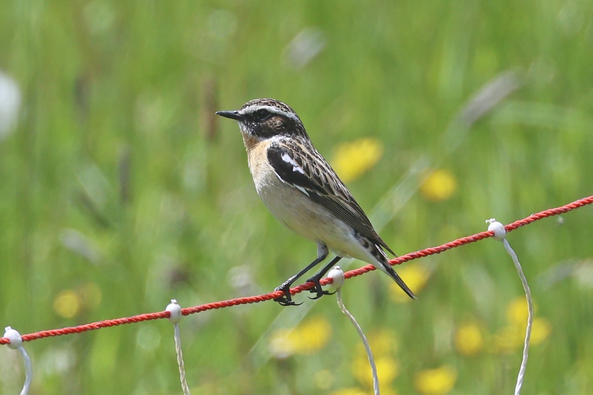 Whinchat - ML620531736