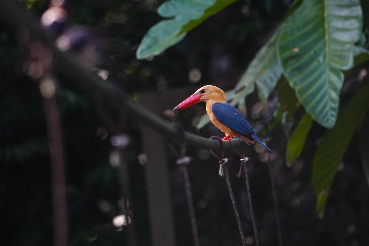 Stork-billed Kingfisher - ML620531747