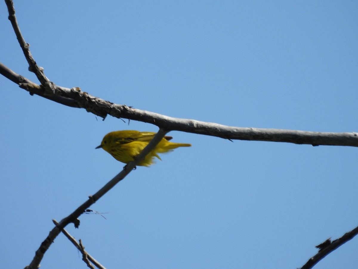 Yellow Warbler - ML620531766