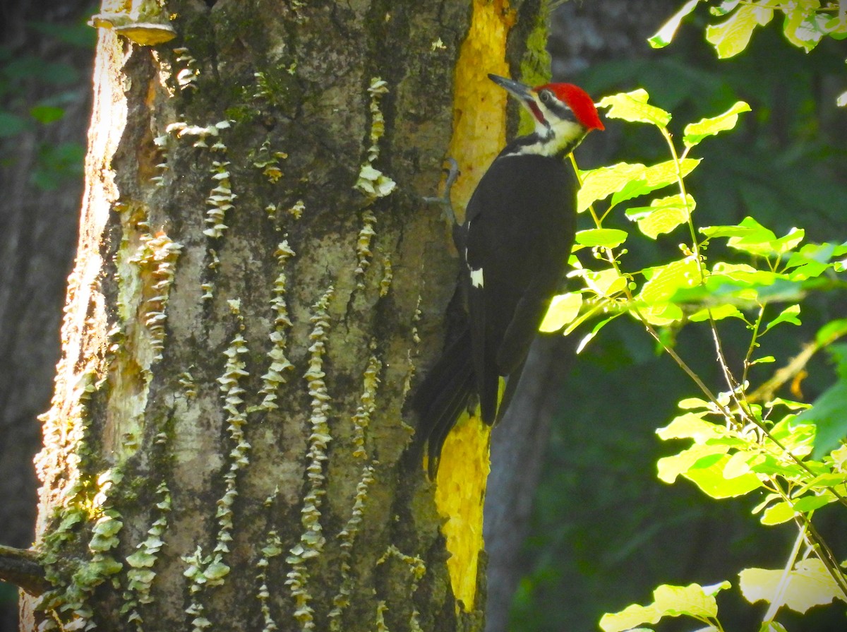 Pileated Woodpecker - ML620531770