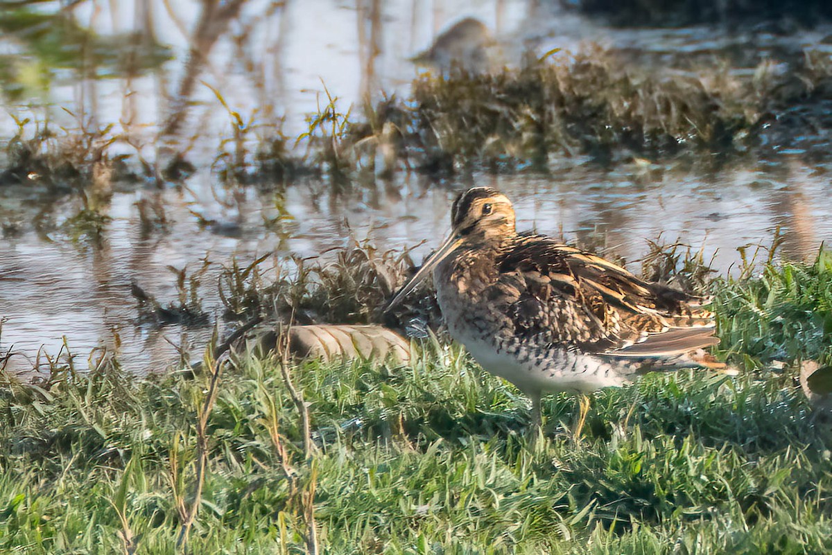 Common Snipe - Gustino Lanese