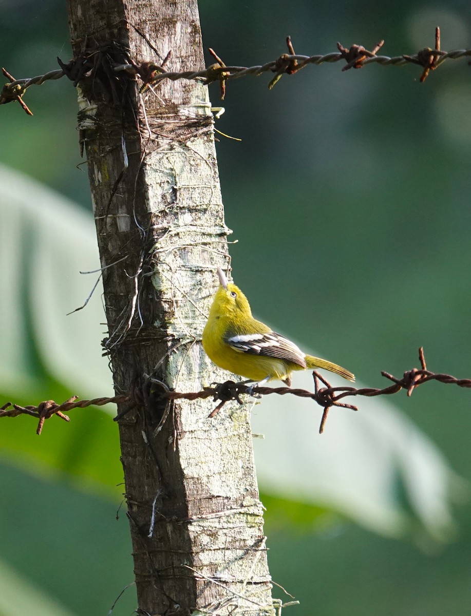 Common Iora - ML620531784