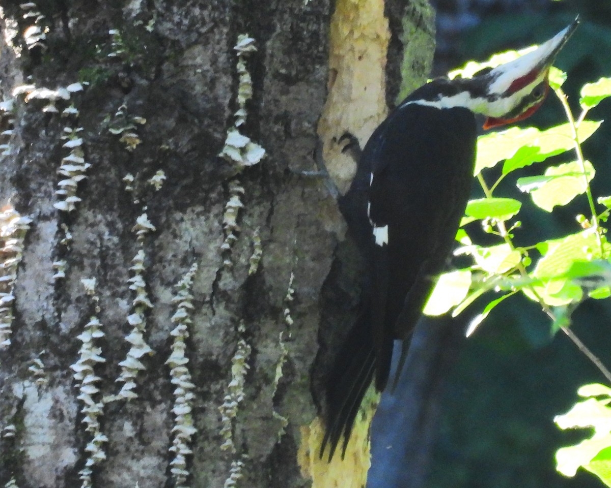 Pileated Woodpecker - meade cadot