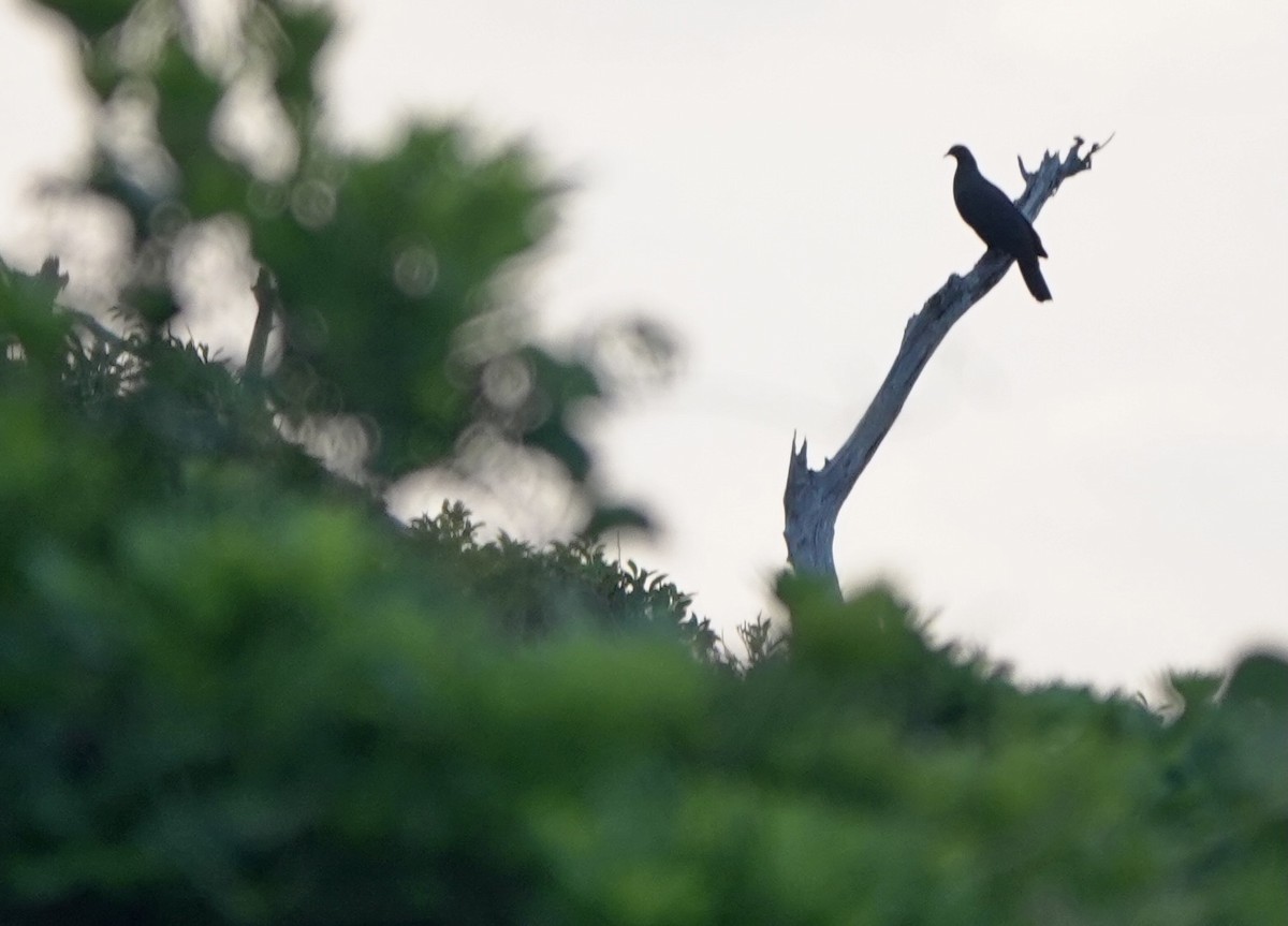 Black Wood-Pigeon - ML620531792