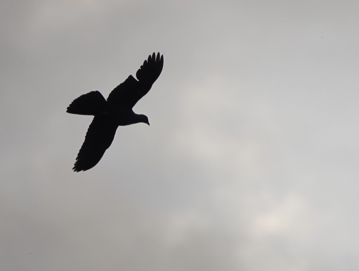 Black Wood-Pigeon - ML620531794