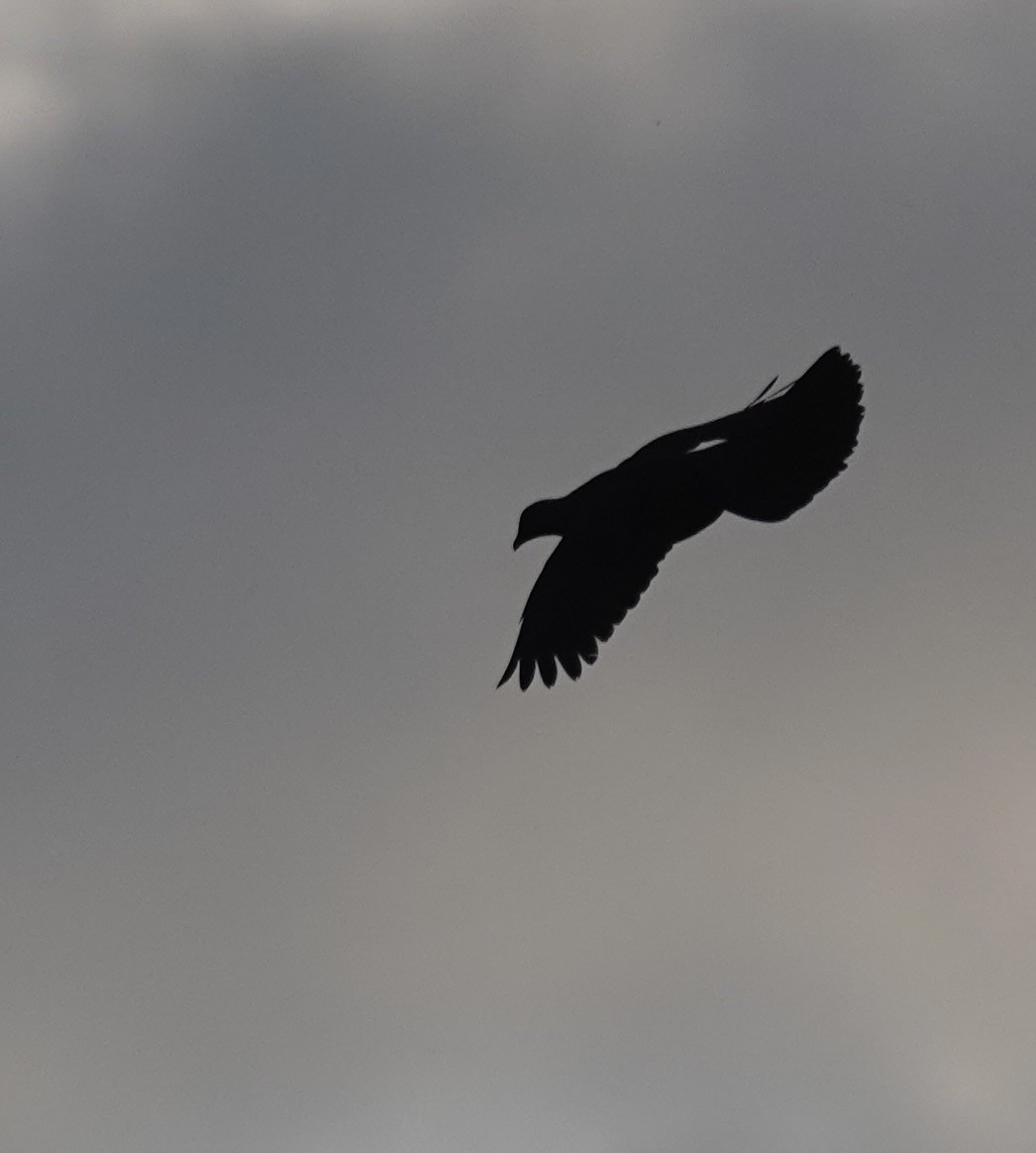 Black Wood-Pigeon - Martin Kennewell