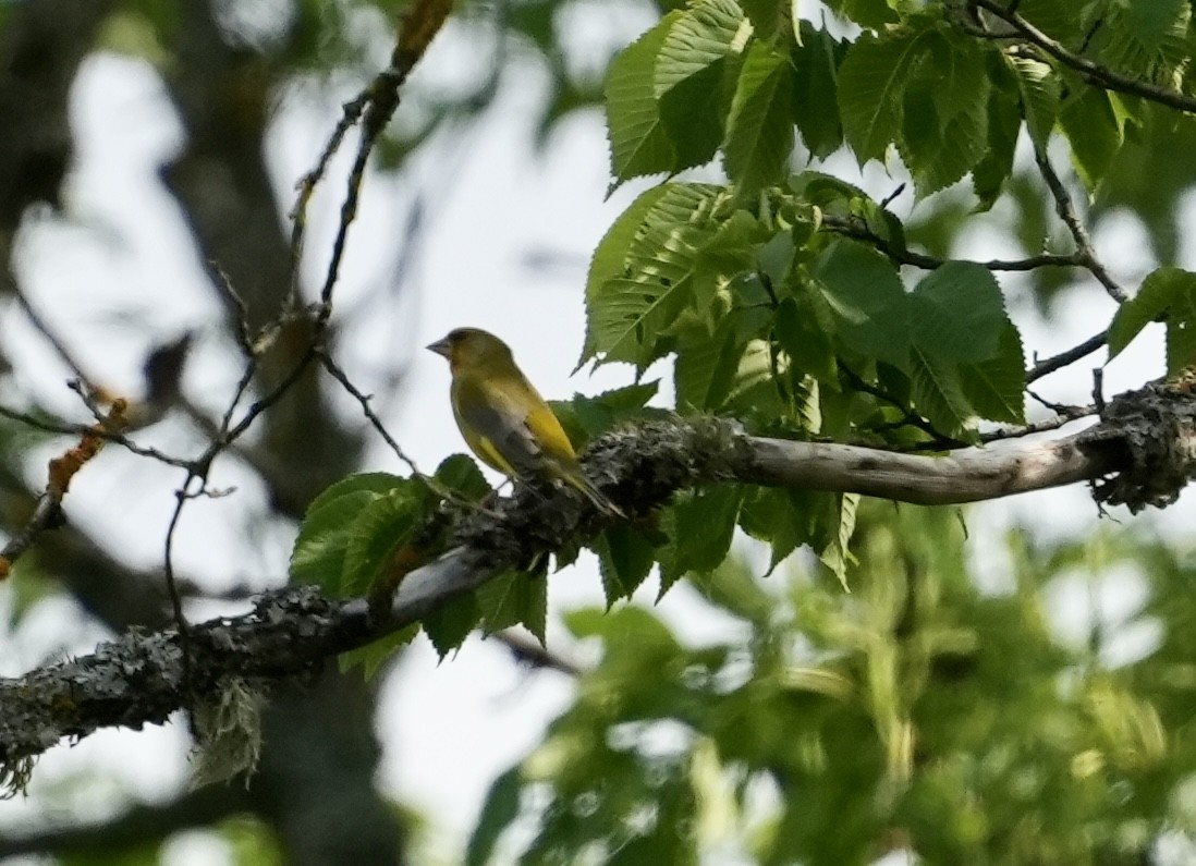 European Greenfinch - ML620531803