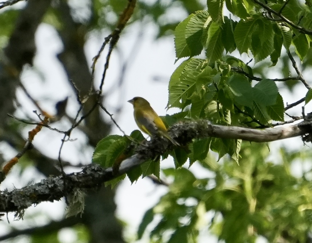 European Greenfinch - ML620531804