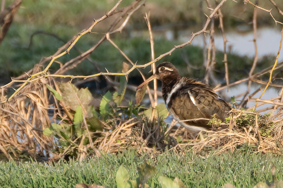 Greater Painted-Snipe - ML620531805