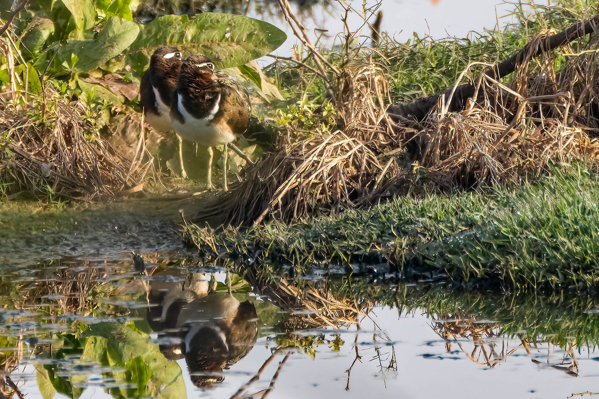 Greater Painted-Snipe - ML620531806