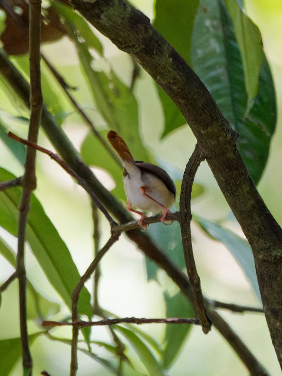 Rufous-tailed Tailorbird - Lucas Koh