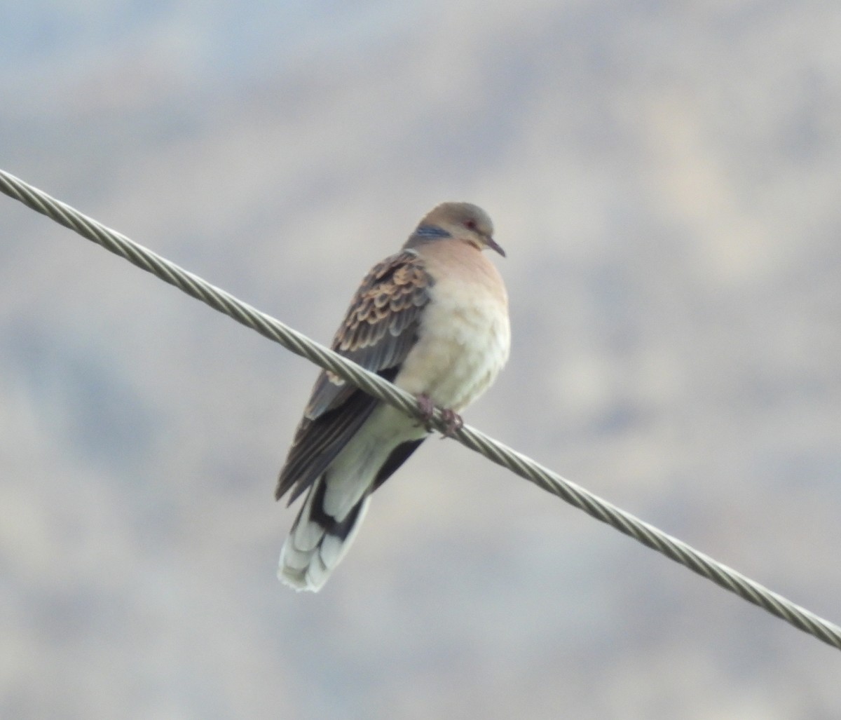 Oriental Turtle-Dove - ML620531811