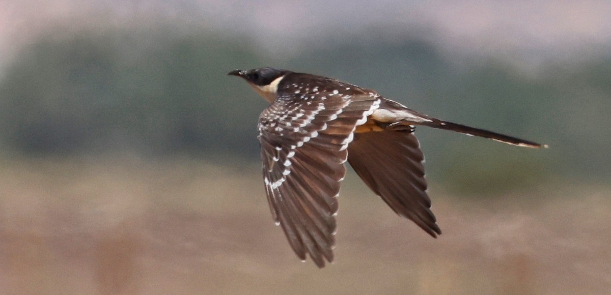 Great Spotted Cuckoo - ML620531812