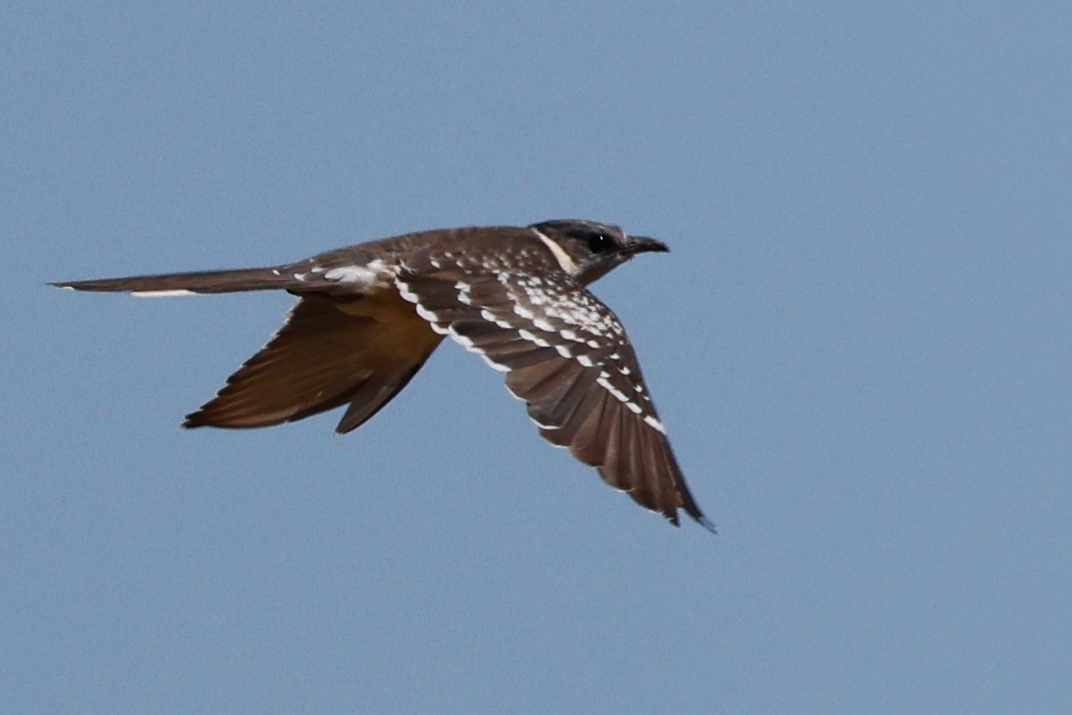 Great Spotted Cuckoo - ML620531813