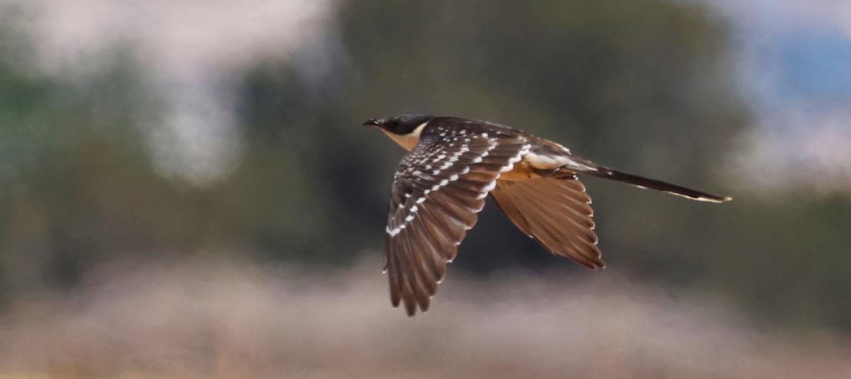 Great Spotted Cuckoo - ML620531814