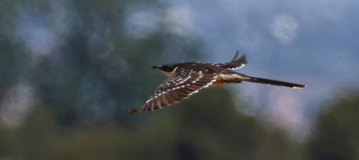 Great Spotted Cuckoo - ML620531817