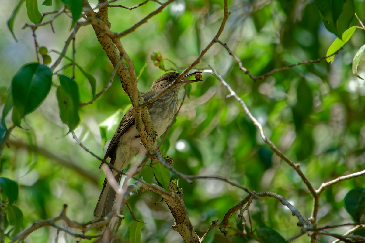 Streaked Bulbul - ML620531827