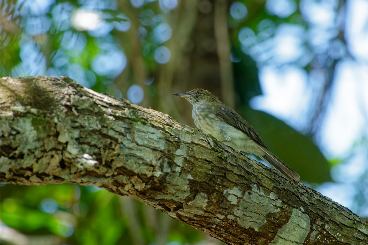 Streaked Bulbul - ML620531828