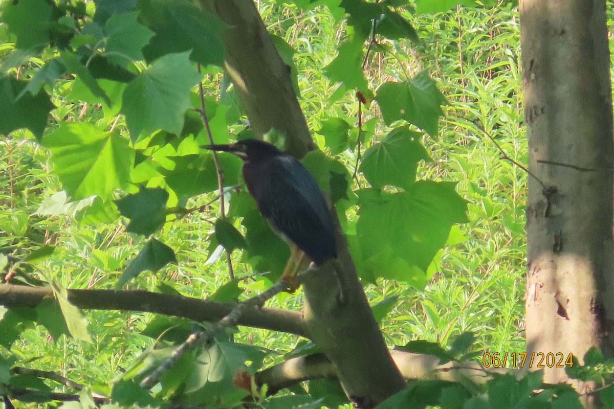 Green Heron - ML620531829