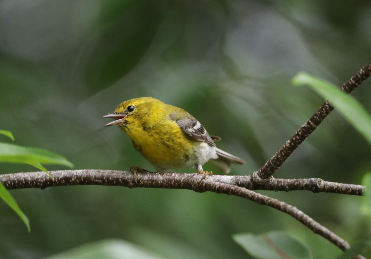 Pine Warbler - ML620531830