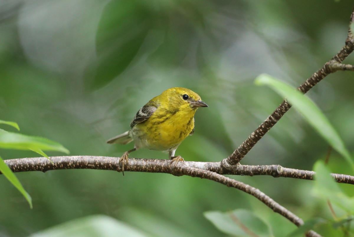 Pine Warbler - ML620531831