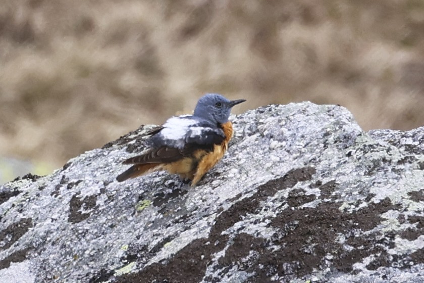 Rufous-tailed Rock-Thrush - ML620531837