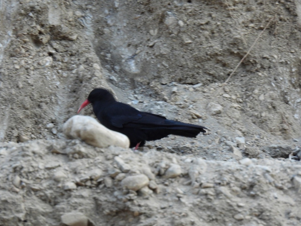 Red-billed Chough - ML620531839