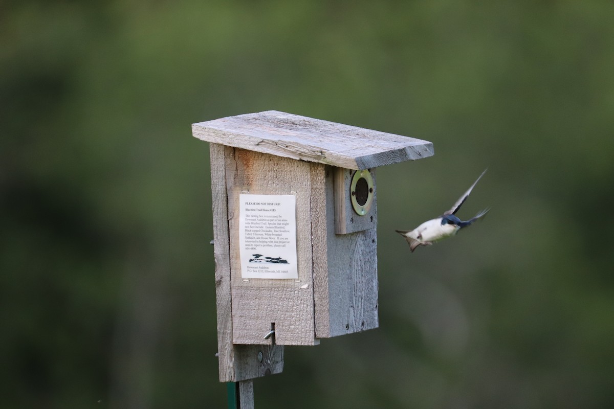 Tree Swallow - ML620531840