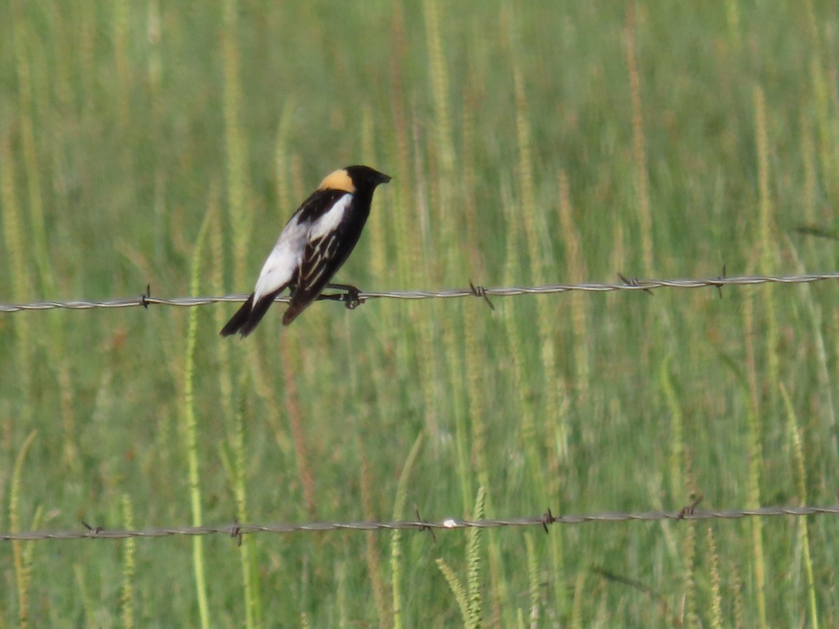 Bobolink - ML620531841