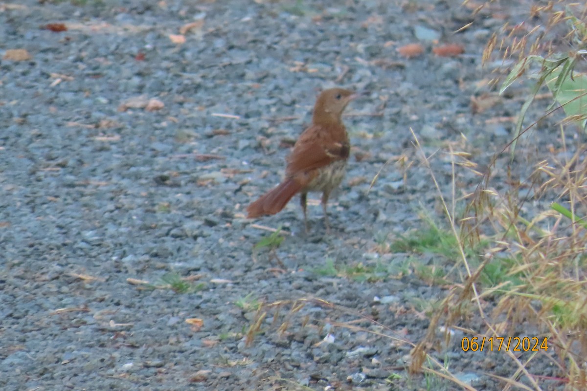 Brown Thrasher - ML620531843