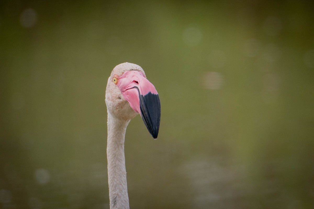 Greater Flamingo - Joe Claborn