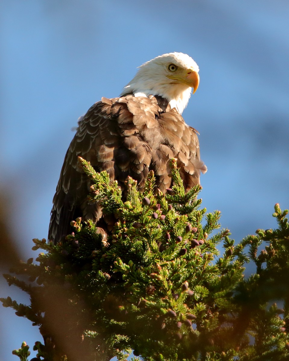 Bald Eagle - ML620531851