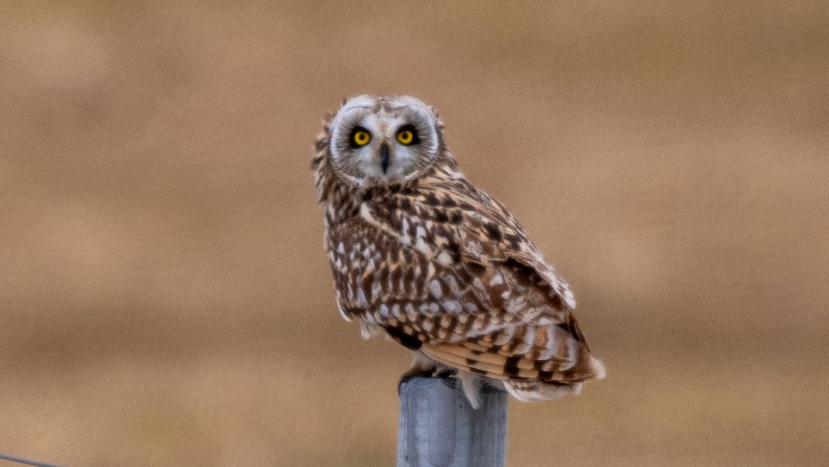 Short-eared Owl - Steve McInnis