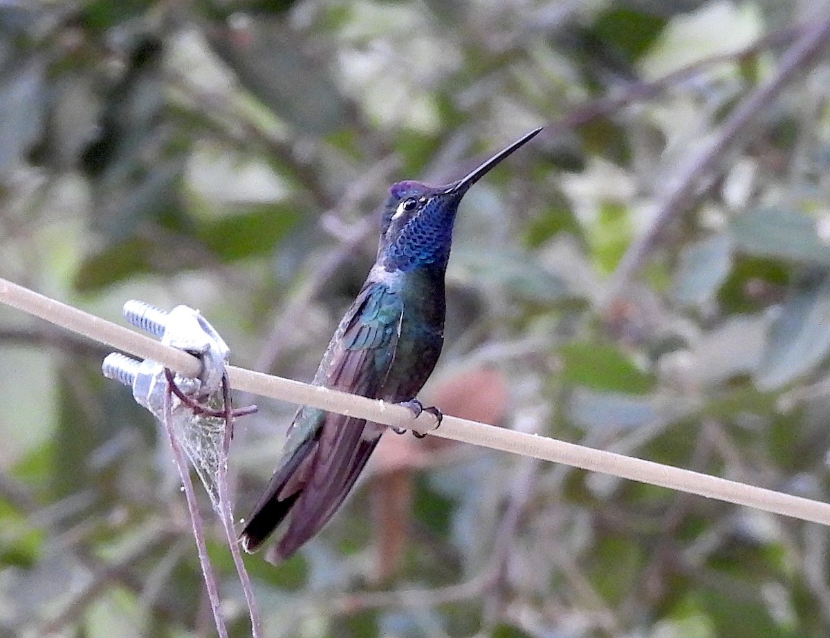 Colibrí Magnífico - ML620531853